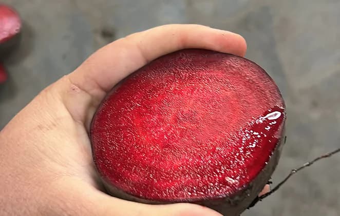 Burak ćwikłowy o wysokiej jakości