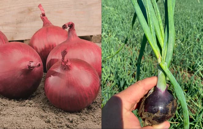 Cebula o intensywnej barwie i mocnej łusce