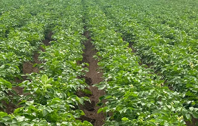 Uprawiamy ziemniaki najwyższej jakości