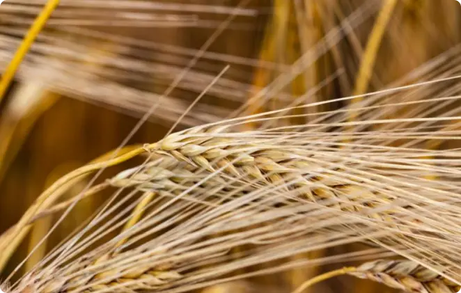 Pszenżyto – odporne i wydajne zboże