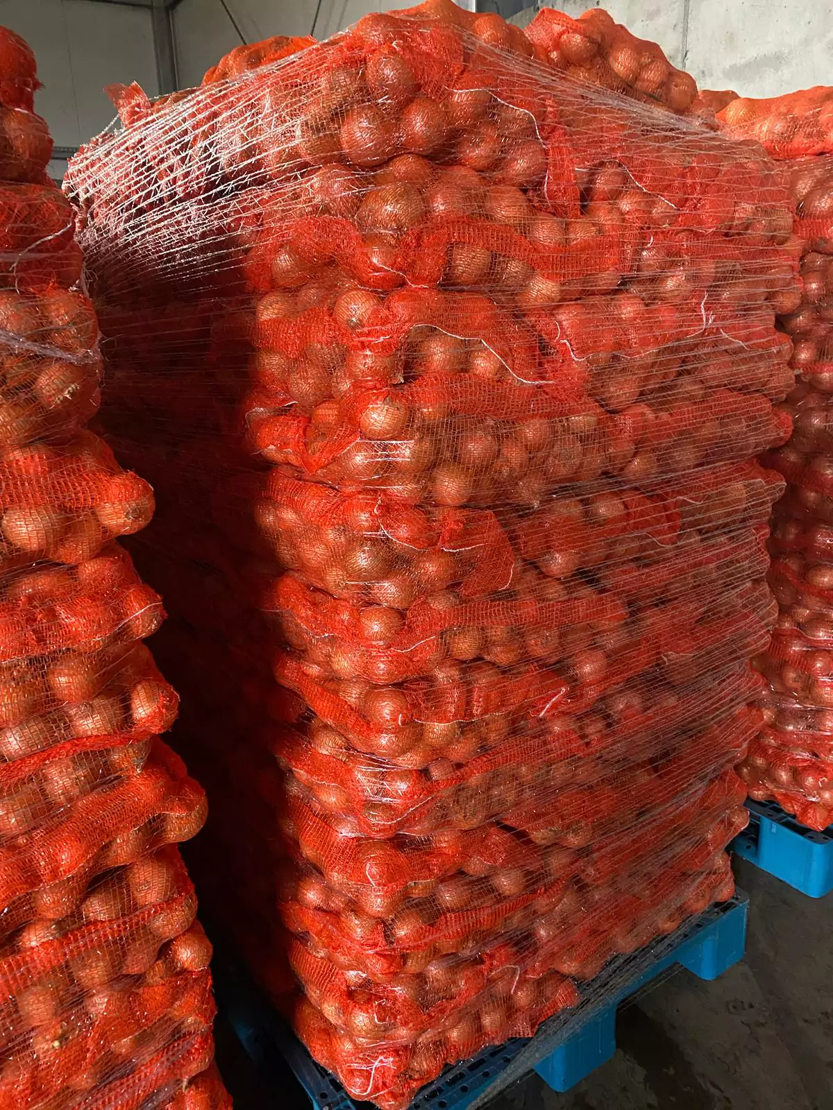 Worki z cebulą gotowe do wysyłki