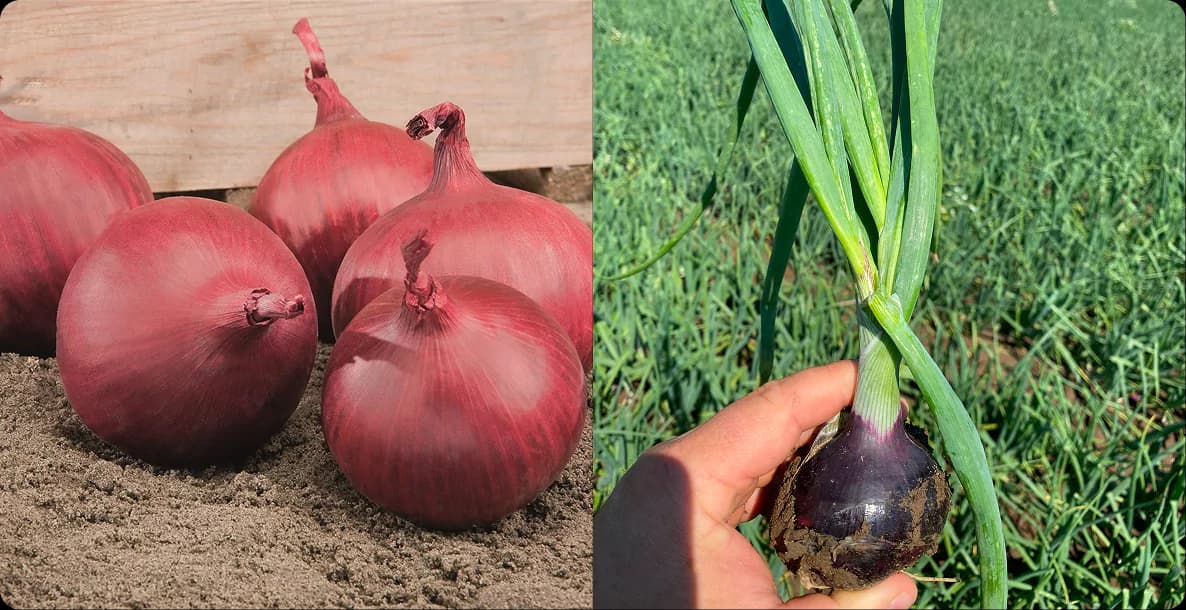 Cebula czerwona