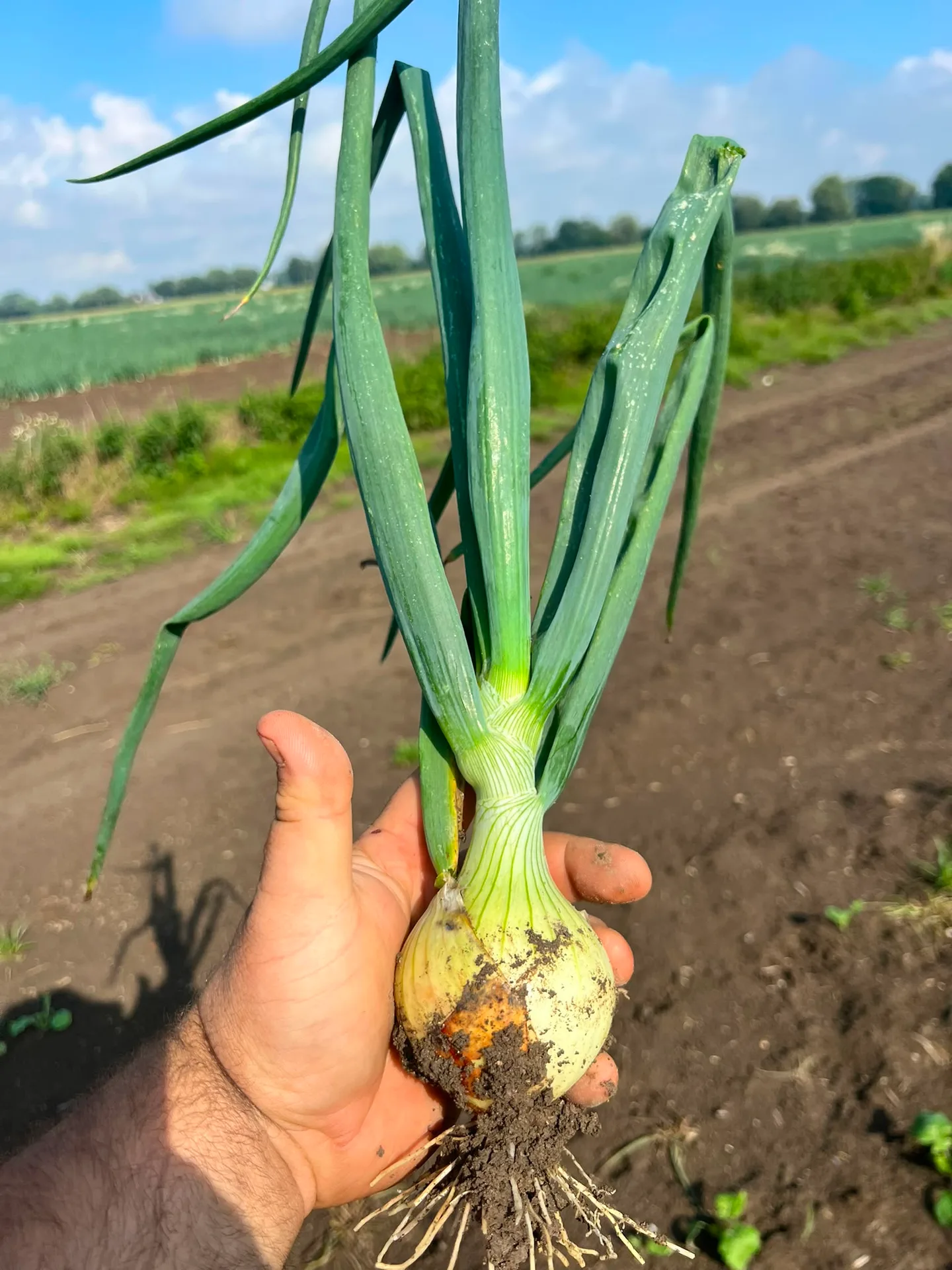 Cebula z dymki